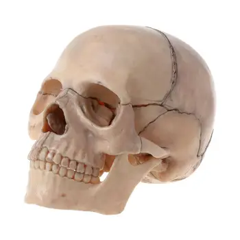 Y1UB 15 шт./компл. Анатомическая модель черепа в разобранном виде, съемная для медицинского обучения.